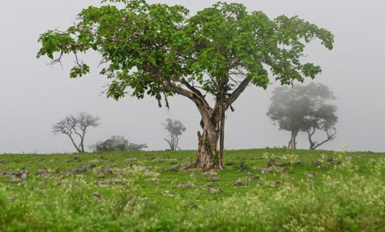 انطلاق موسم خريف ظفار 2024  