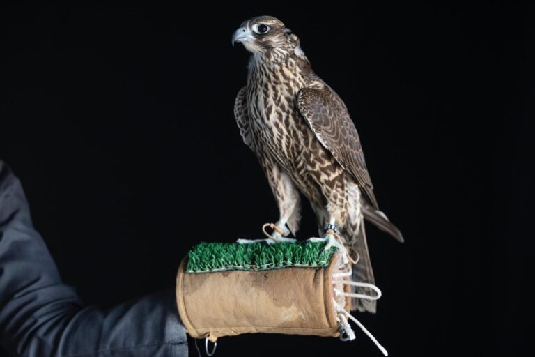 Saudi Falcons Club Cup in Hafar Al-Batin.. Focusing on  the heritage and culture  pride