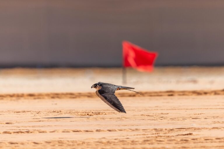 الصقارون الدوليون يتنافسون على الكؤوس في اليوم التاسع لمهرجان الملك عبدالعزيز للصقور 2024