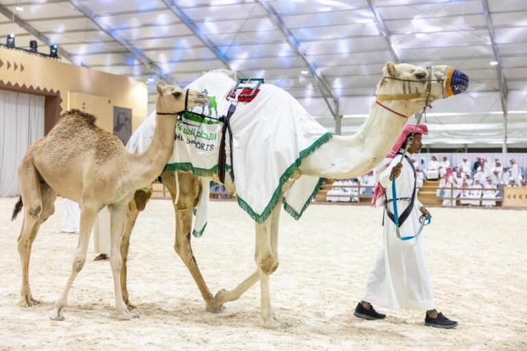 انطلاق مزاد الهجن في معرض الصقور والصيد السعودي الدولي 2025